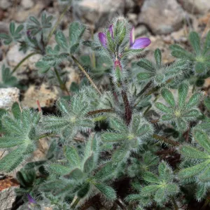 Lupiinus concinnus, Cape Canyon, Santa Catalina Island