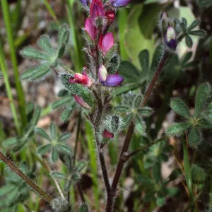 Lupinus concinnus, Cape Canyon, Santa Catalina Island