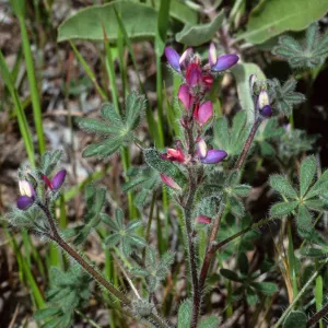 Lupinus concinnus, Cape Canyon, Santa Catalina Island