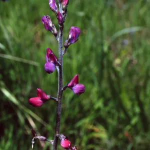 Lupinus truncatus, Cape Canyon, Santa Catalina Island