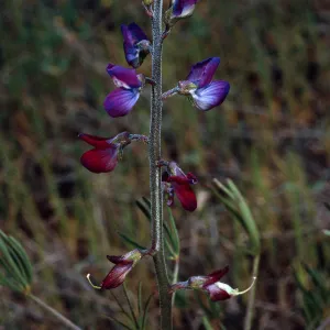 Lupinus truncatus, Santa Catalina Island