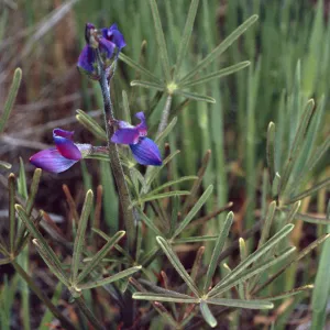 Lupinus truncatus, Santa Catalina Island