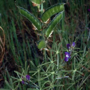 Lupinus truncatus, Santa Catalina Island