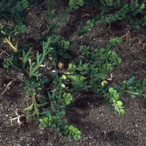 Lepidium stricum, Avalon Canyon, Santa Catalina Island