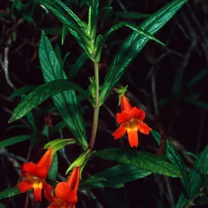 Mimulus, Hermit Gulch Trail, Avalon Canyon, Santa Catalina Island