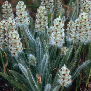 Plantago erecta, Santa Catalina Island