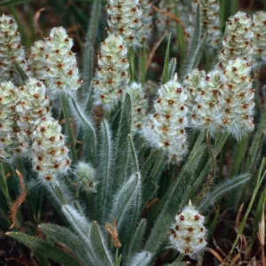 Plantago erecta, Santa Catalina Island