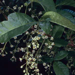 Toxicodendron diversilobum, Hermit Gulch Trail, Santa Catalina Island