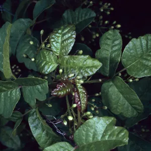 Toxicodendron diversilobum, Hermit Gulch Trail, Santa Catalina Island
