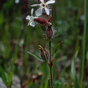 Silene gallica, Cape Canyon, Santa Catalina Island
