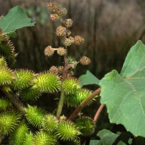Xanthium strumabrium, Santa Catalina Island
