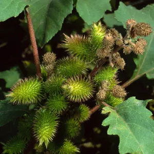 Xanthium strumabrium, Santa Catalina Island