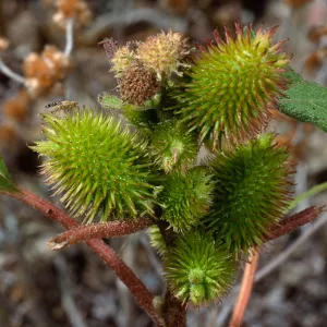 Xanthium strumabrium, Santa Catalina Island