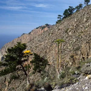 Pinus (Pine), Agave (Century Plant), ridge above Caï¿½ada de la Mina, Cedros Island