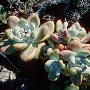 Dudleya pachyphytum, West of Cañada de la Mina, Cedros Island