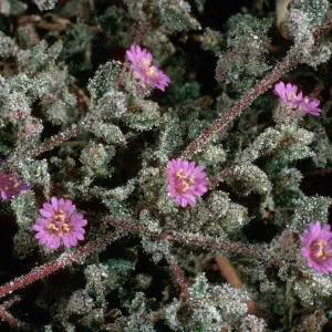 Alliona incarnata, Anza Borrego