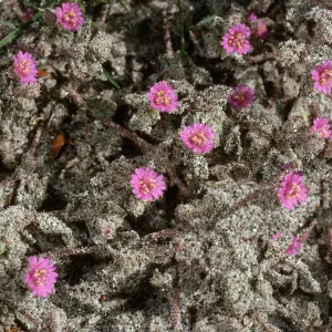Alliona incarnata, Anza Borrego