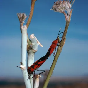 Asclepias albicans, milkweed bugs, Torote Bowl Trail, Anza Borrego