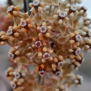 Asclepias albicans, Anza Borrego