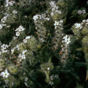 Cryptantha, Anza Borrego