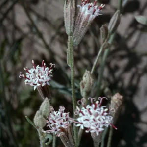 Palafoxia, Anza Borrego