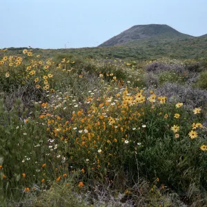 Encelia, Amaria, view of crater, San Martin Island