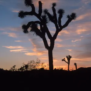 sunset, near Belle Campground, Joshua Tree National Park