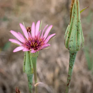 Tragopogon, Santa Cruz Island