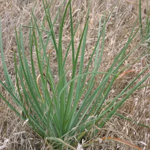 Tragopogon, Santa Cruz Island