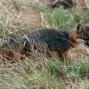 Island Fox, East of China Pines, Santa Cruz Island
