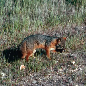 fox, East of navy base, Santa Cruz Island