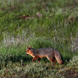 Island Fox, East of Christy Ranch, Santa Cruz Island