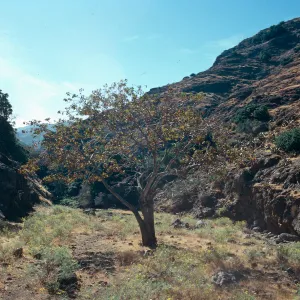 Acer, Dick’s Cove, Santa Cruz Island