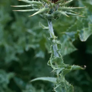 Silybum marianum, Pozo Canyon, Santa Cruz Island