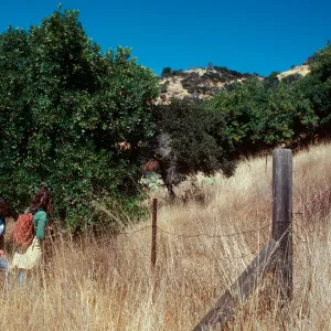 Brumbaugh enclosure, North of field station, Santa Cruz Island