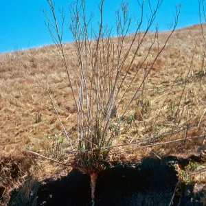 Foeniculum root, near Campo Del Norte, Santa Cruz Island