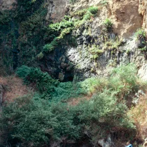 seep. 2nd cove, East of Frys Harbor, Santa Cruz Island