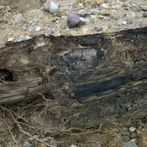 Pseudotsuga log, Sauces Canyon, Santa Cruz Island