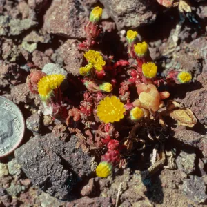 Malacothrix indecora, Black Point, Santa Cruz Island