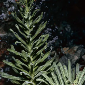 Arabis, North of Buena Vista, Santa Cruz Island