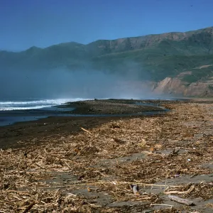 fennel washed up on Christy Beach after storms, Santa Cruz Island