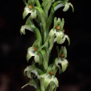 Piperia elongata, Islay Canyon Ironwoods, Santa Cruz Island