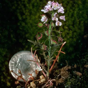 Thysanocarpus conchuliferus, ¾ mile West of Picacho Diablo, Santa Cruz Island