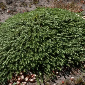 Haplopappus venetus sedoides, Forneys Cove, Santa Cruz Island