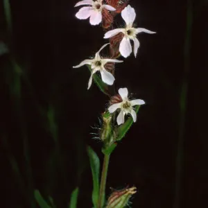 Silene gallica, S-facing slopes, North of Bosque Mano, Santa Cruz Island