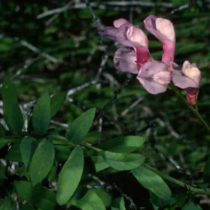 Vicia americana, near main ranch airstrip, Santa Cruz Island