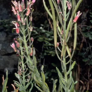 Arabis hoffmannii centinela, Duplicate, Santa Cruz Island