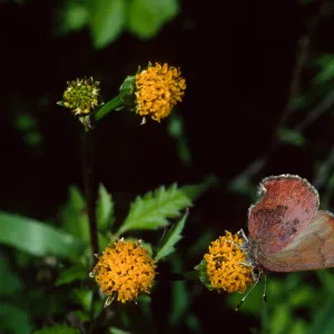 Western Elfin on Bidens pilosa, Tunnel Road, Santa Barbara County