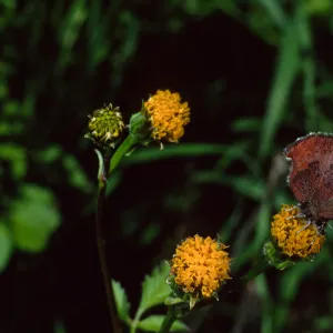 Western Elfin on Bidens pilosa, Tunnel Road, Santa Barbara County