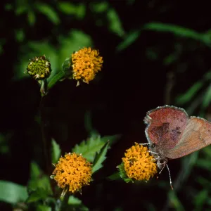 Western Elfin on Bidens pilosa, Tunnel Road, Santa Barbara County